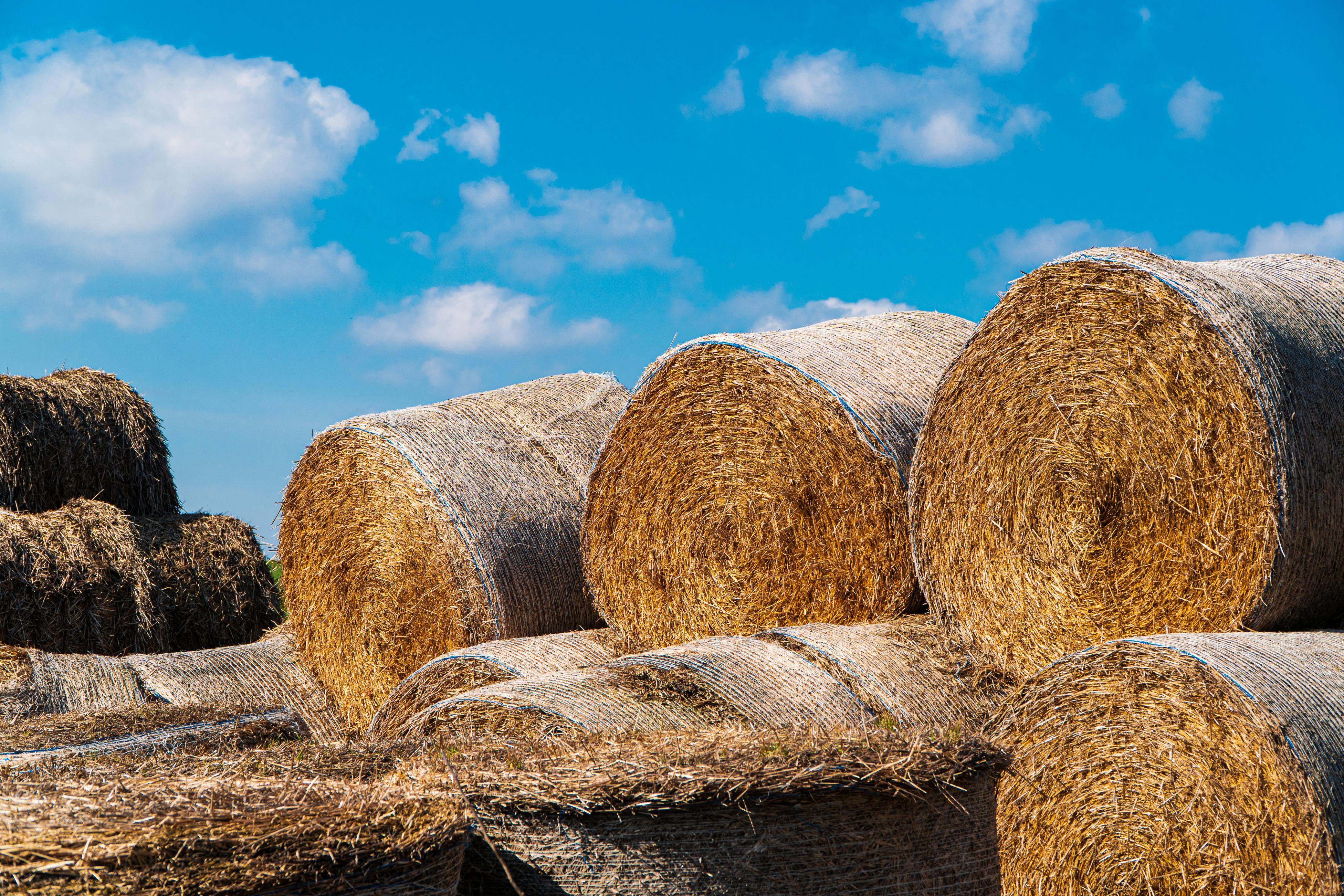 Pulse Crop Residue