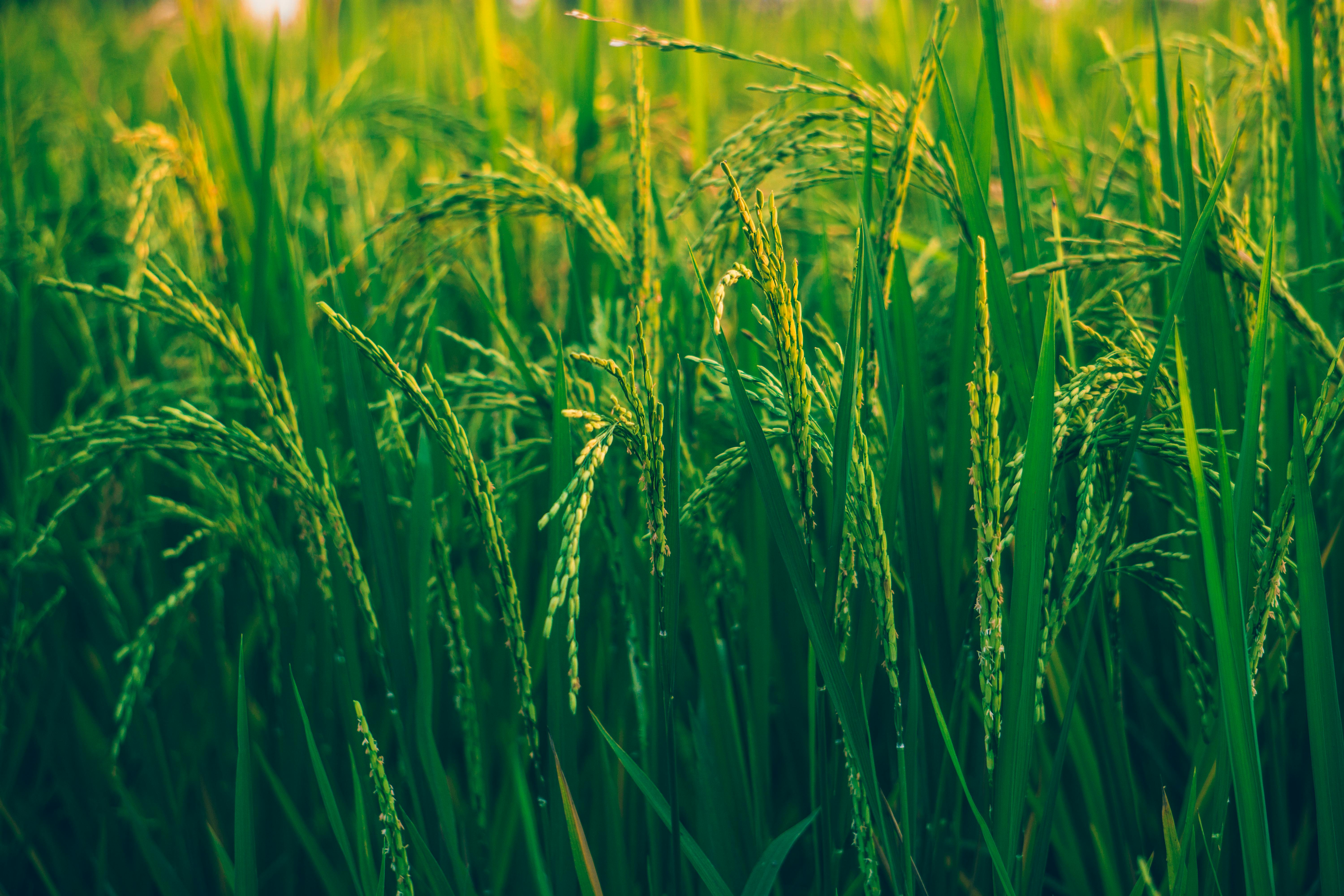 Biomass Machines Background