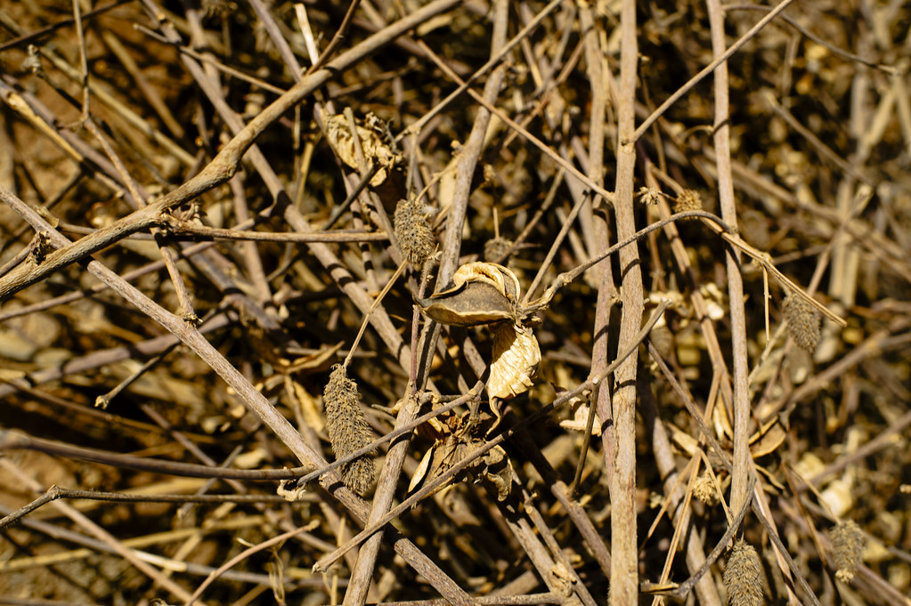 Cotton Stalk